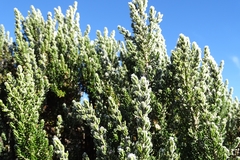 Diplostephium ericoides