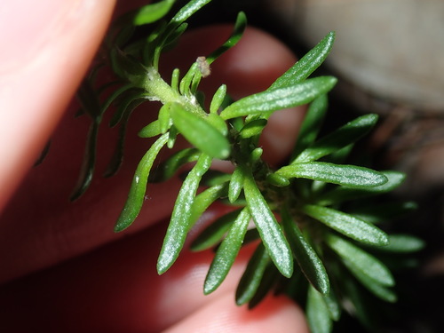 Image of Heath-leaved Poranthera by (c) Thomas Mesaglio, some rights reserved (CC BY)