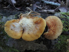 Crepidotus croceotinctus