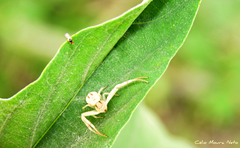 Thomisidae