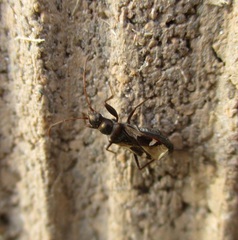 Slaterobius insignis