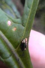 Psylliodes brettinghami