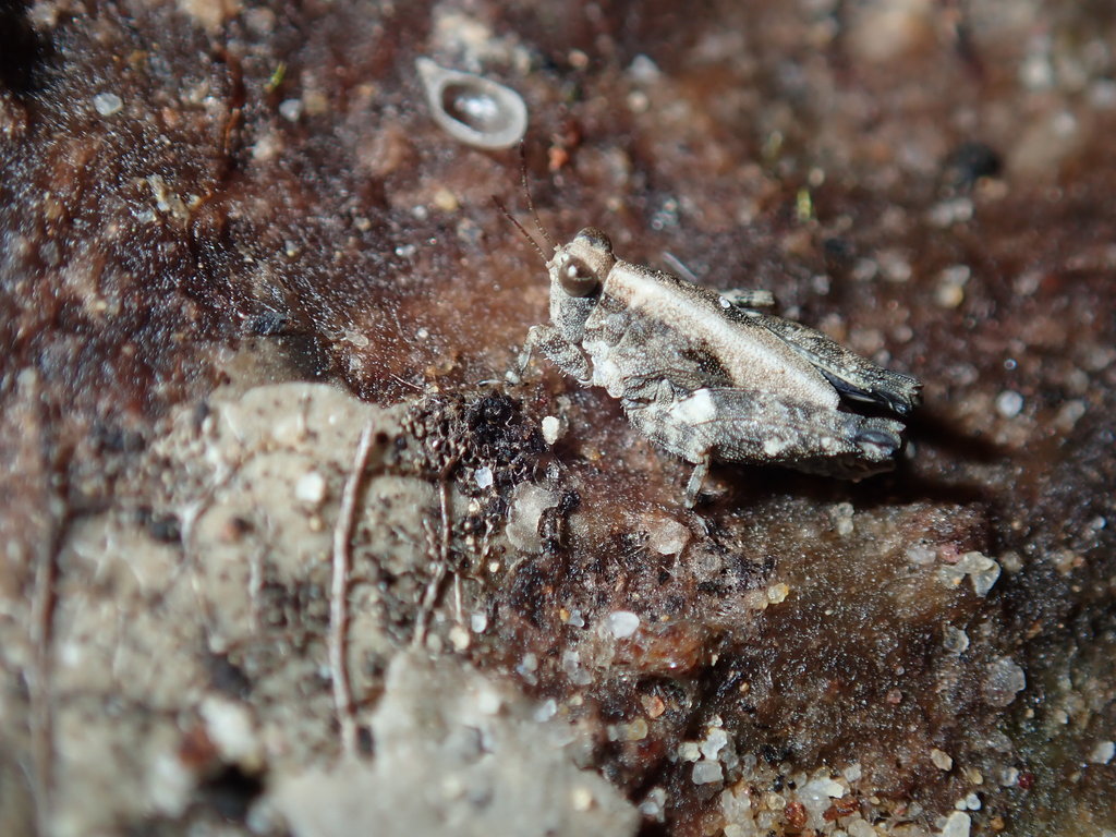 Paratettix spathulatus