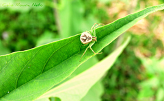 Thomisidae
