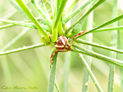 Thomisidae