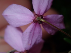 Tetratheca ericifolia