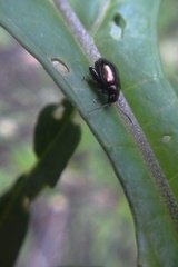 Psylliodes brettinghami