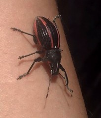 Teratopactus vittatus