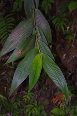 Sobralia rosea