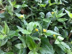 Calyptocarpus vialis