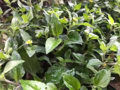 Calyptocarpus vialis