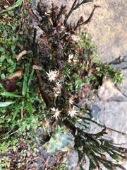 Symphyotrichum subulatum