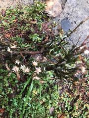 Symphyotrichum subulatum