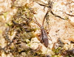 Paronellides