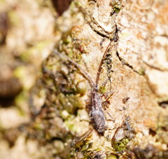 Paronellides