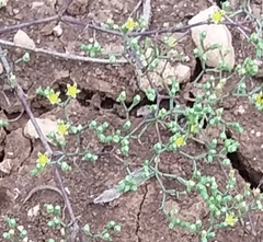 Paronychia lindheimeri