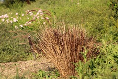 Cenchrus × cupreus