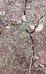 Paronychia lindheimeri