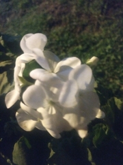 Angiospermae