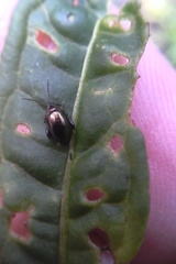 Psylliodes brettinghami