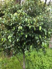 Ficus benjamina