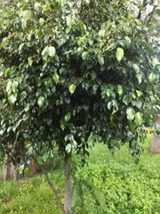 Ficus benjamina