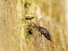 Paronellides