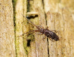 Paronellides
