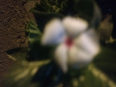 Pelargonium × hybridum