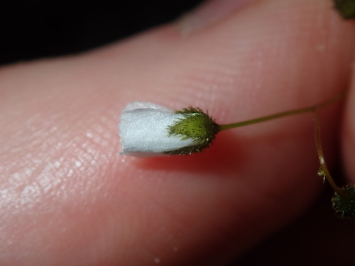 Drosera peltata iNat (3)