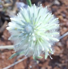 Ptilotus xerophilus