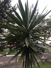 Yucca