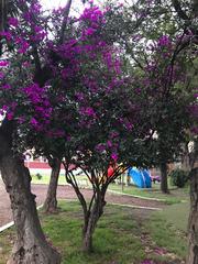 Bougainvillea