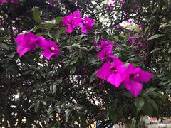 Bougainvillea