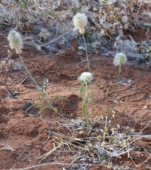 Ptilotus xerophilus