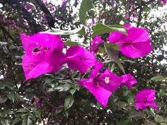 Bougainvillea