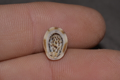 Patelloida latistrigata