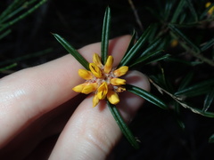Pultenaea polifolia