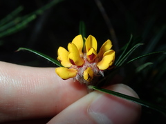 Pultenaea polifolia