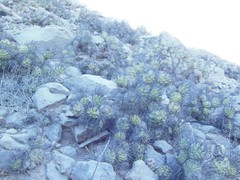 Tephrocactus aoracanthus