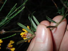 Pultenaea polifolia