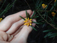 Pultenaea polifolia