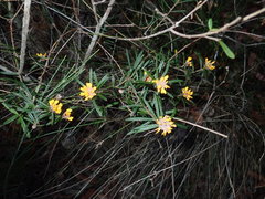 Pultenaea polifolia