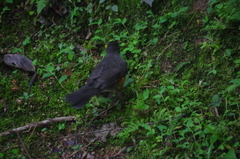 Turdus fulviventris