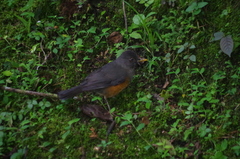 Turdus fulviventris