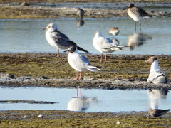 Chroicocephalus ridibundus