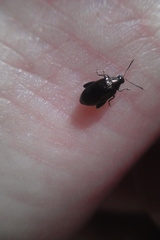 Psylliodes brettinghami