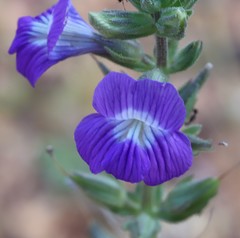 Stemodia florulenta