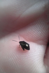 Psylliodes brettinghami