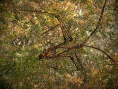 Goniosoma roridum